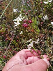 Lachnaea uniflora