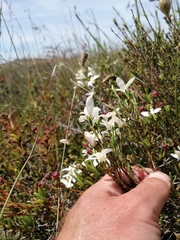 Lachnaea uniflora