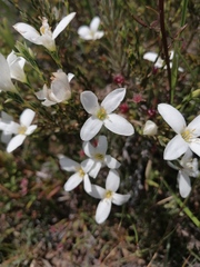Lachnaea uniflora