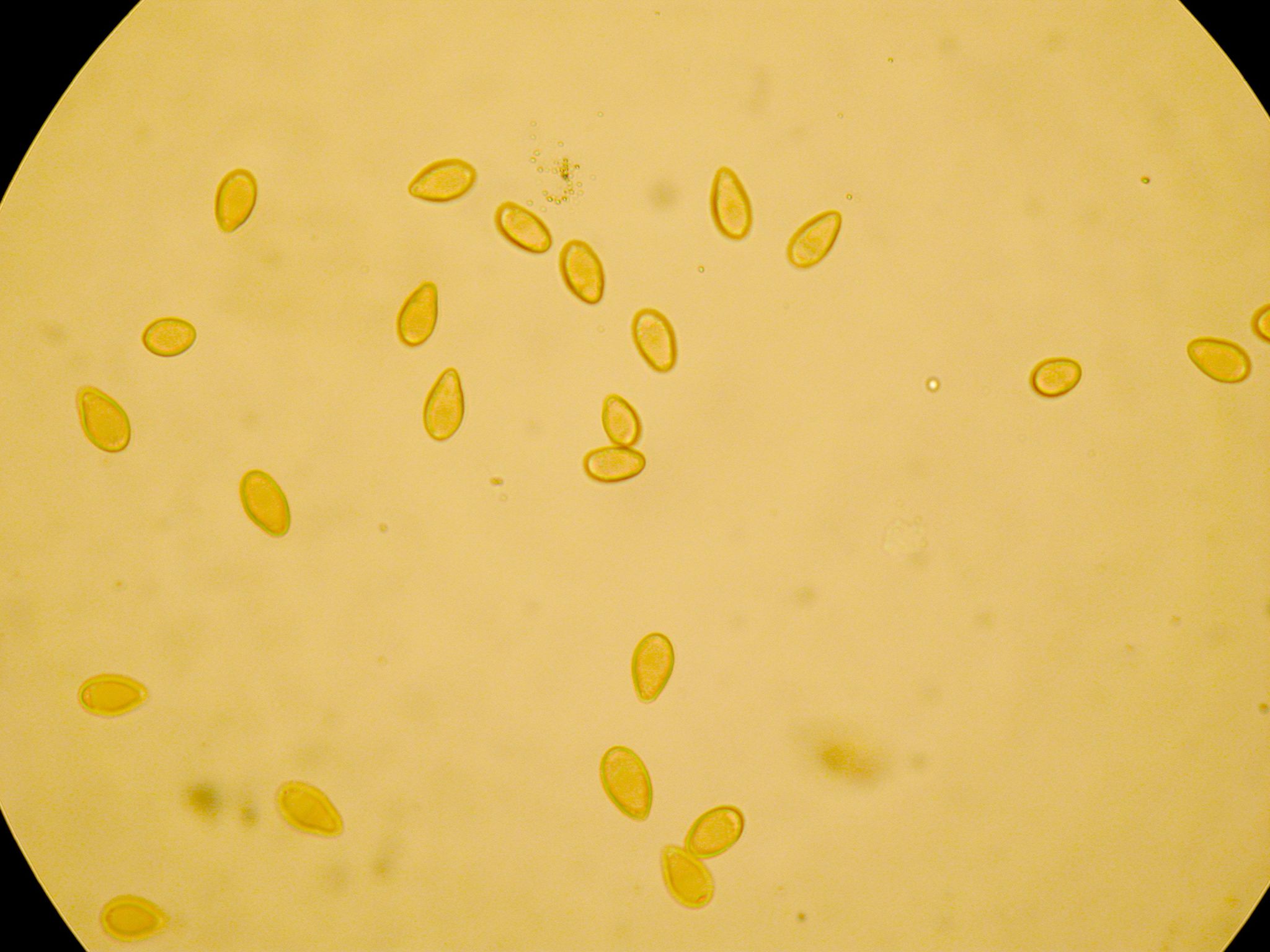 Paxillus image