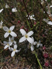 Lachnaea uniflora