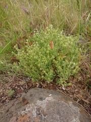 Pimelea curviflora