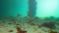Pseudocaranx georgianus