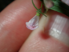 Scutellaria racemosa