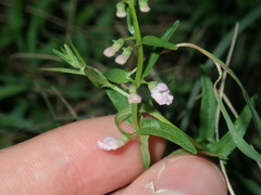Scutellaria racemosa
