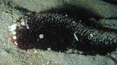 Holothuria isuga