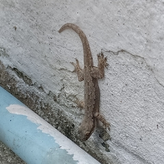 Hemidactylus platyurus