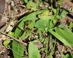 Chiloglottis jeanesii