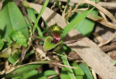 Chiloglottis jeanesii