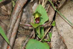 Chiloglottis jeanesii