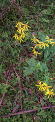 Senecio velleioides