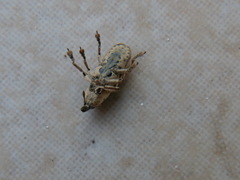 Hypolixus pica