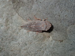 Stenocotis depressa