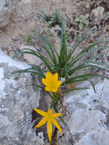 Sternbergia lutea