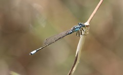 Ischnura cervula