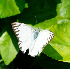 Appias libythea peducaea
