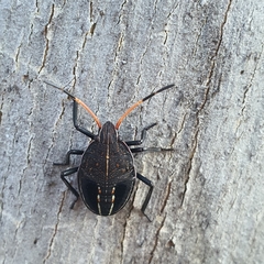 Poecilometis strigatus