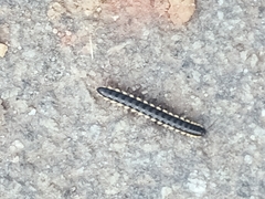 Asiomorpha coarctata