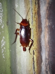 Periplaneta brunnea