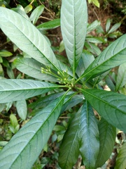 Rauvolfia verticillata