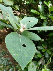 Ehretia dicksonii