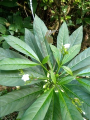 Rauvolfia verticillata