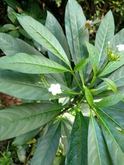 Rauvolfia verticillata