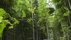 Abraximorpha davidii