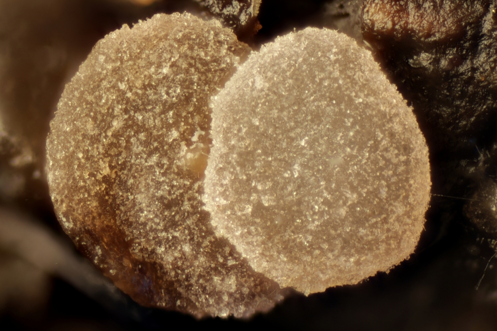 Thecotheus holmskjoldii