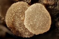 Thecotheus holmskjoldii