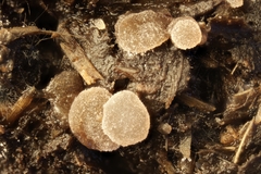 Thecotheus holmskjoldii