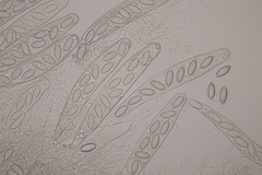 Thecotheus holmskjoldii