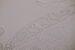 Thecotheus holmskjoldii