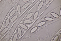 Thecotheus holmskjoldii