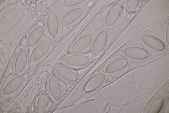 Thecotheus holmskjoldii