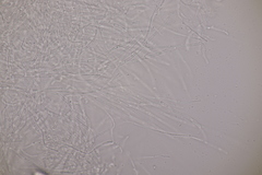 Thecotheus holmskjoldii