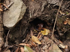 Sphaerospira blomfieldi