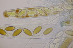 Thecotheus holmskjoldii