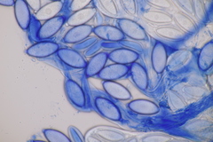 Thecotheus holmskjoldii