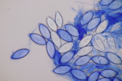 Thecotheus holmskjoldii