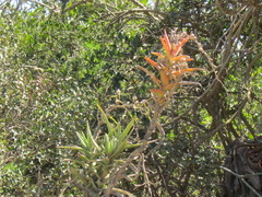 Crassula perfoliata coccinea