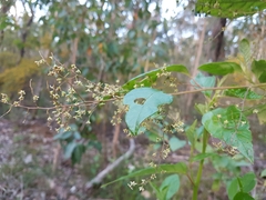 Trymalium odoratissimum