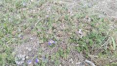 Blepharis procumbens