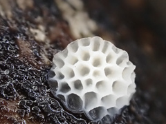 Favolaschia fujisanensis