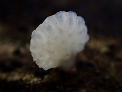 Favolaschia fujisanensis