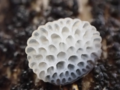 Favolaschia fujisanensis