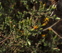 Chiliadenus iphionoides