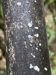 Favolaschia fujisanensis