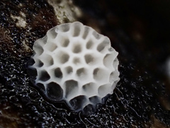 Favolaschia fujisanensis