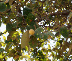 Styrax officinalis